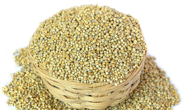 Pearl Millet (Bajra)
